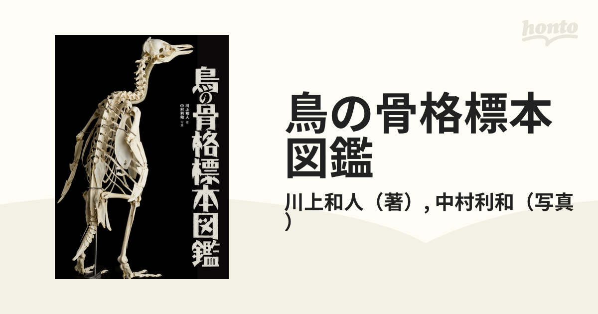 十字架の形の白い鳥の骨格標本は棚に置いて、鳥の骨格標本を飾ります9